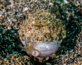   lizardfish feeding Lembeh Strait Sulawesi Indonesia  